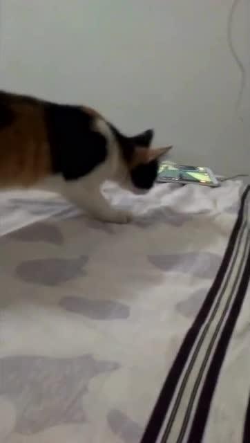 猫星人也吃瓜,揭秘娱乐圈幕后风云
