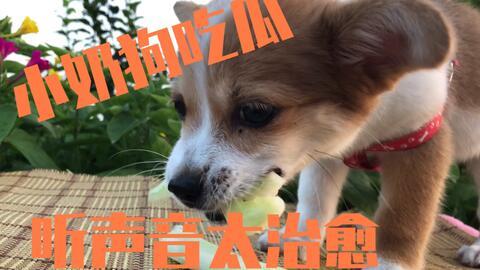 狗吃瓜的声音,揭秘宠物美食世界