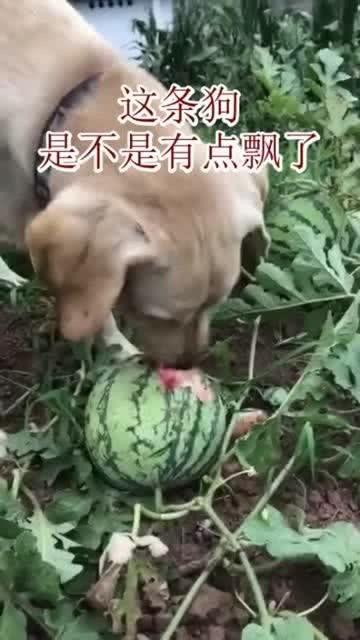 带你吃瓜养鱼的说说,带你领略“吃瓜养鱼”的独特生活艺术