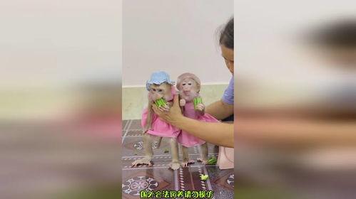 呆萌吃瓜图片,萌态十足！