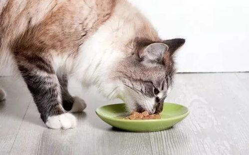 猫吃米瓜,米瓜的独特魅力