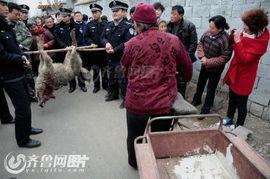 佛山吃瓜群众被击毙,佛山吃瓜群众不幸被击毙事件回顾