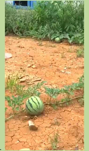 梦到吃瓜留种子,瓜果飘香，种子传承的神秘之旅