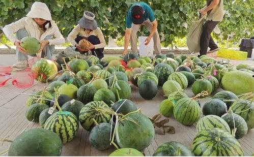 扬州吃瓜大群,揭秘美食背后的故事与趣闻