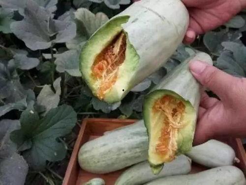 正版打野吃瓜,揭秘电竞圈幕后风云
