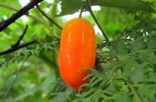 什么草藤瓜可以吃,草藤瓜的食用奥秘与营养价值