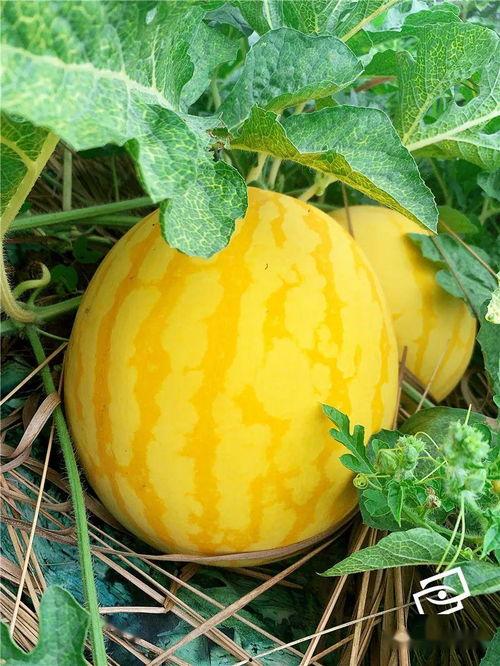 瓜内有孔可以吃吗,可食用还是需谨慎？