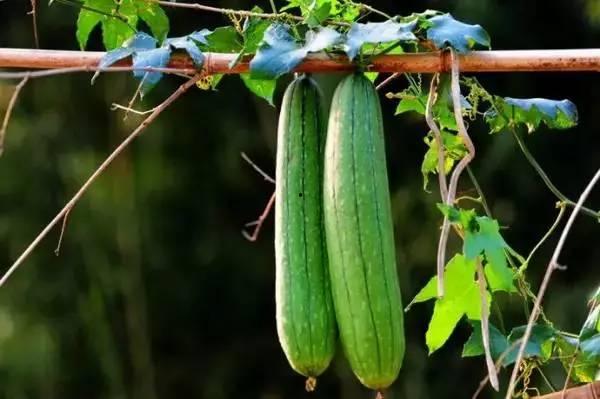 秋吃三瓜是哪三瓜,养生保健好时节