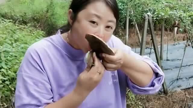 城里媳妇吃八月瓜,体验乡村田园生活新风尚